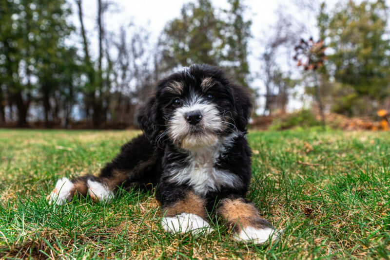 Bernedoodle Dog Personality Traits & Facts Great Pet Care