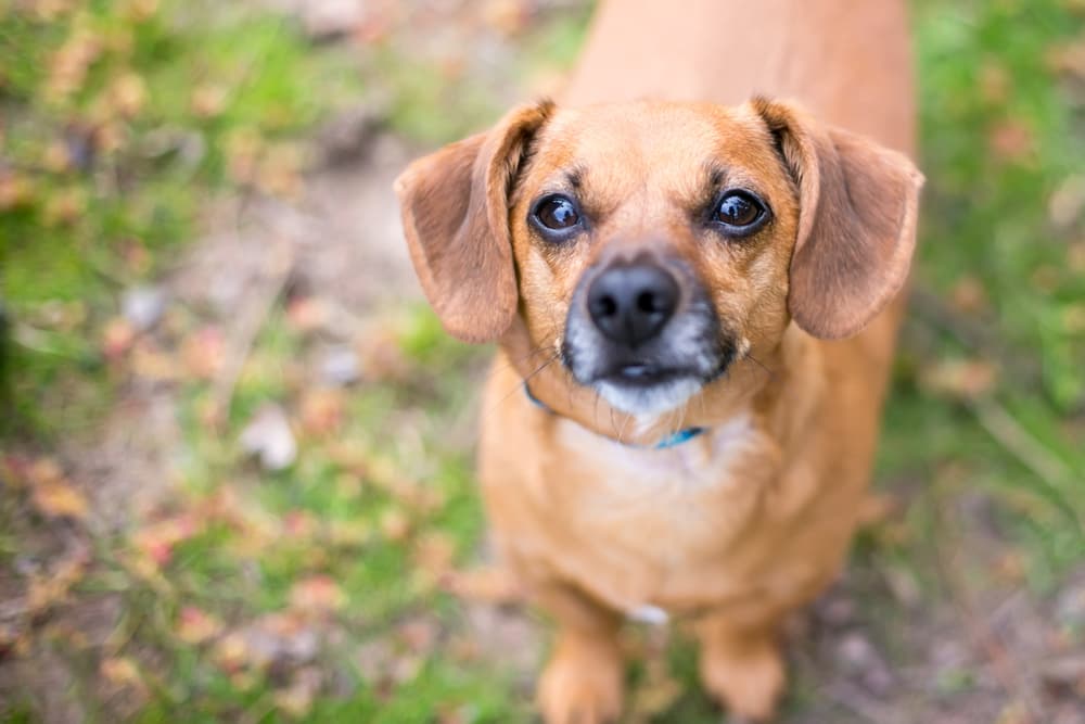 Dog looking up at the camera