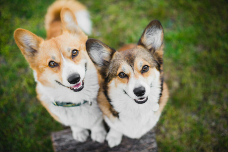 Two Corgi dogs