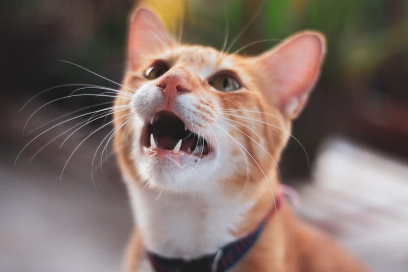 Why Do Cats Drool? Common Causes, Explained. Great Pet Care