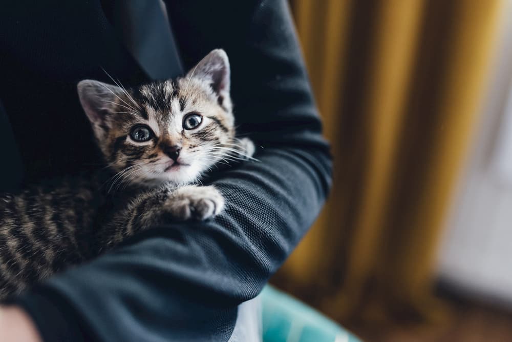 Cat looking a little scared being held by owner