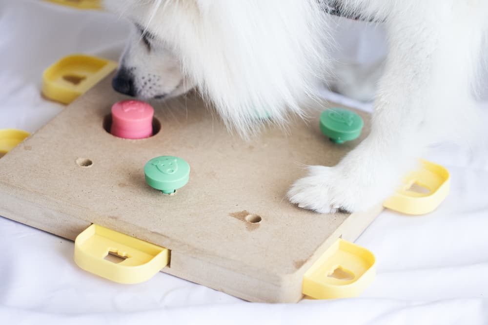 Dog playing with intelligence toy