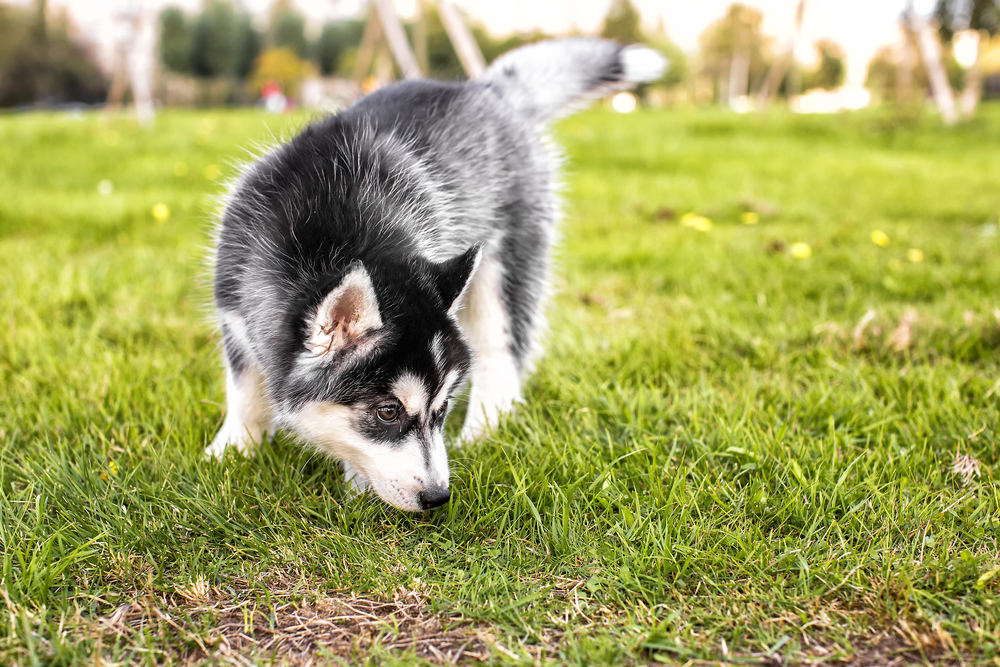 Puppy sniffing outdoors