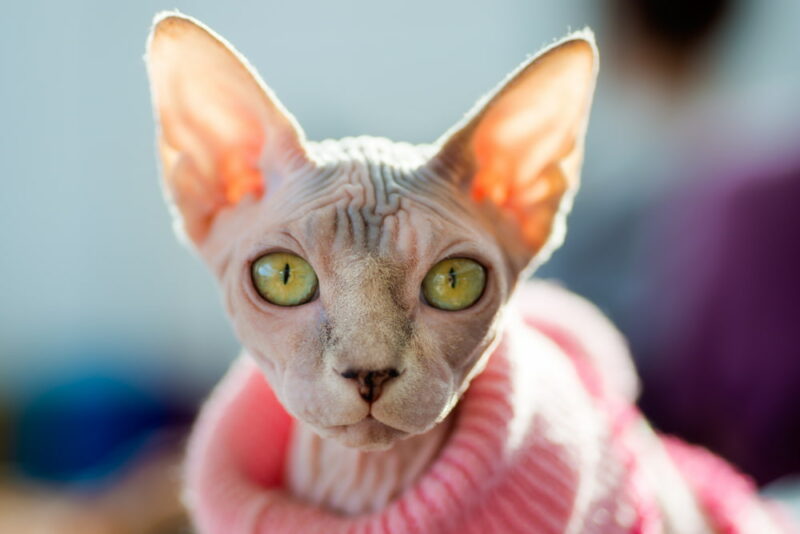 Sphynx Cat Personality Traits & Facts Great Pet Care