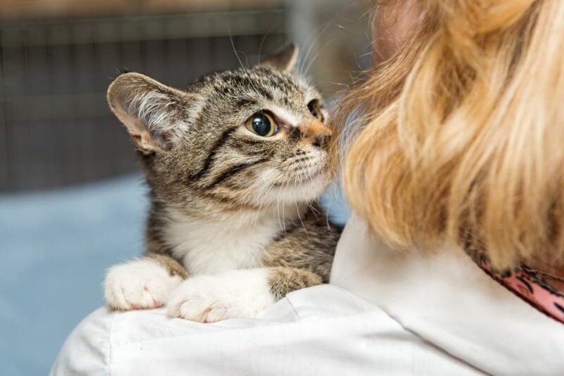 Coughing Cat Common Causes and How to Help Great Pet Care