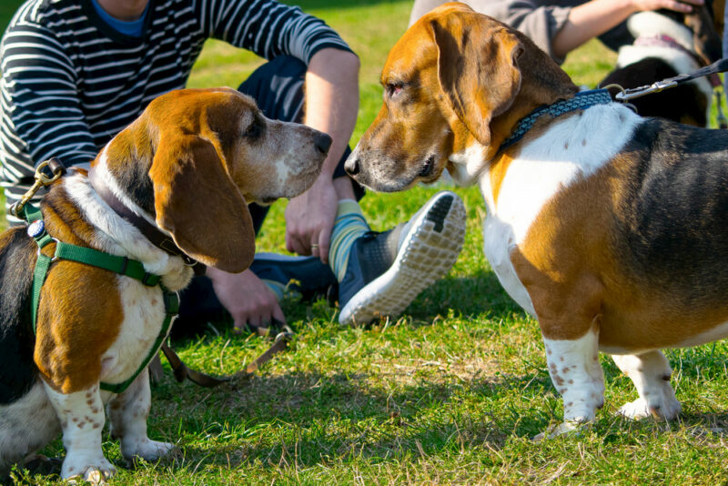 Introducing Dogs How to Introduce Dogs: Tips to Follow | Great Pet Care