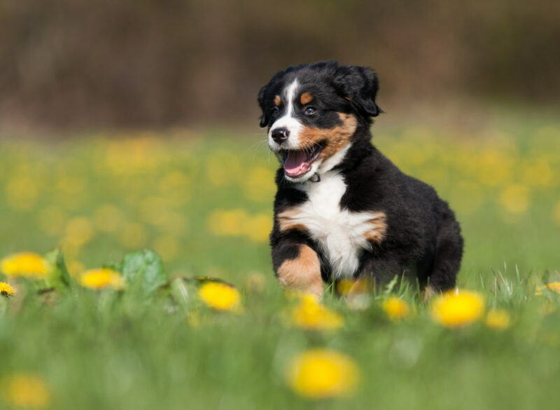 Bernese Mountain Dog Traits & Facts Great Pet Care