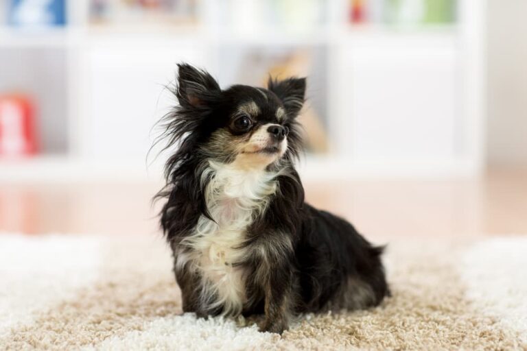 Dog Tail Facts: Everything You Need to Know | Great Pet Care