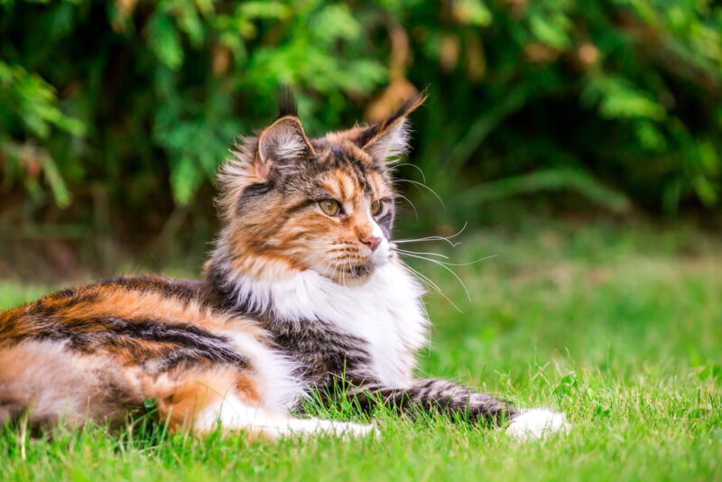 Maine Coon Cat Personality Traits & Facts Great Pet Care