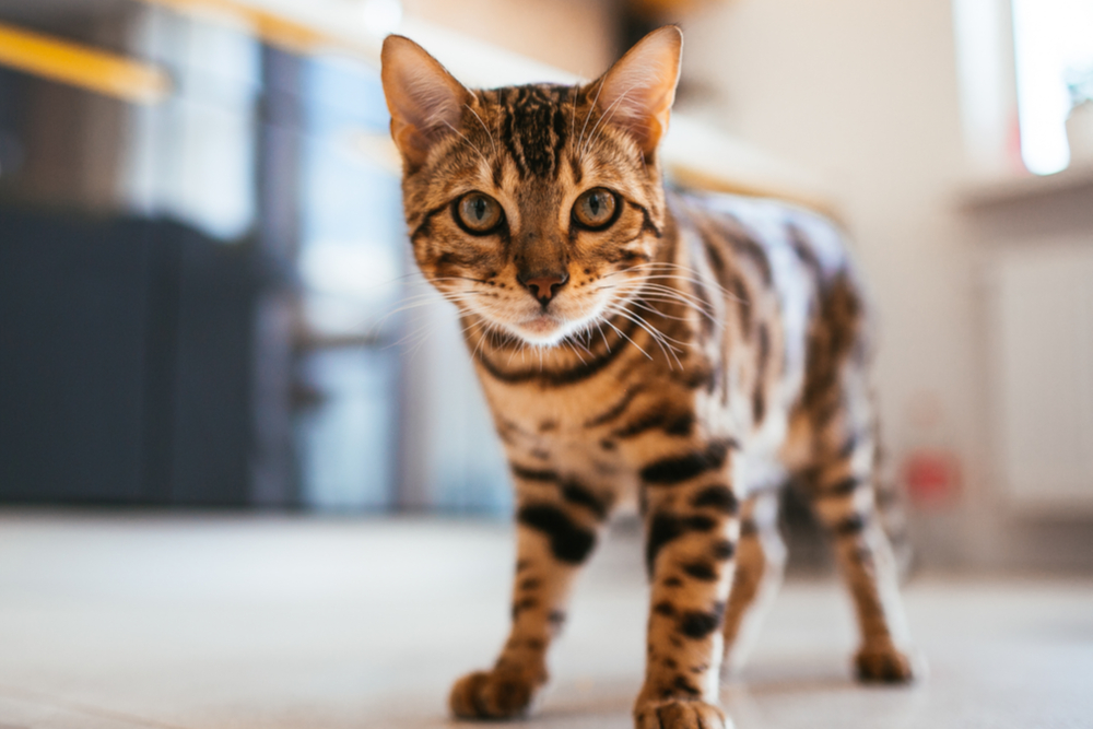 Kitten walking in the kitchen