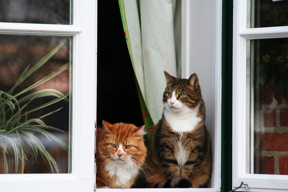 Two cats happy at home on the windowsill