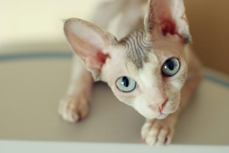 Sphynx Cat Personality Traits & Facts Great Pet Care