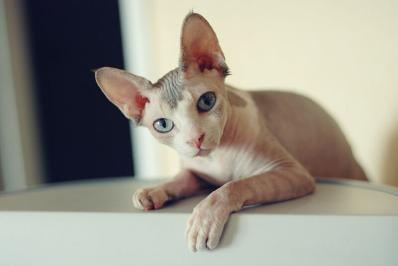 Sphynx Cat Personality Traits & Facts Great Pet Care