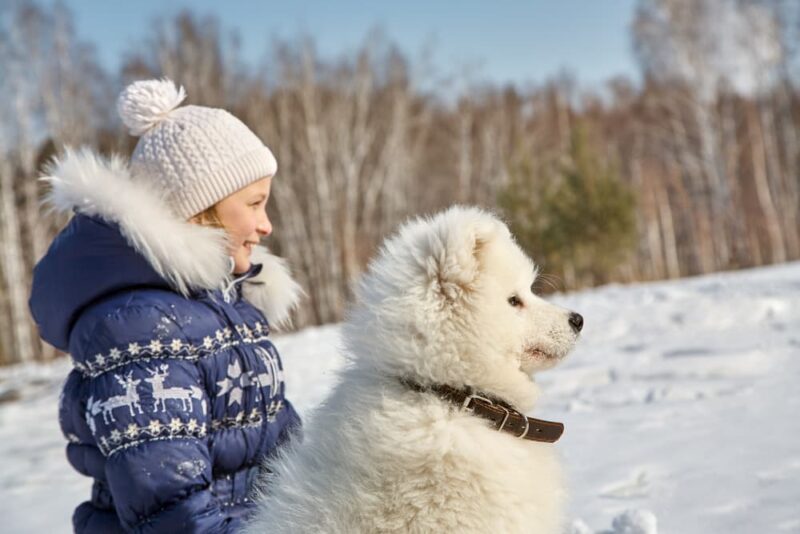 How Cold Is Too Cold for Dogs? Great Pet Care