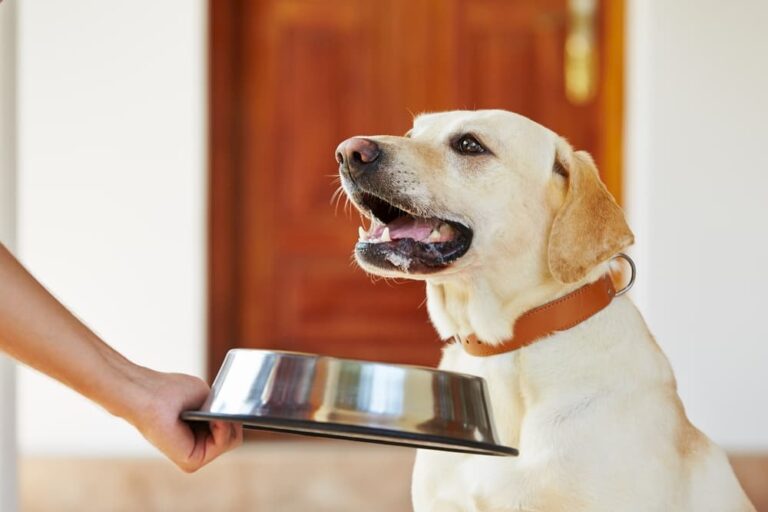 Healthy Coat for Dogs 8 Tips and Tricks to Try Great Pet Care