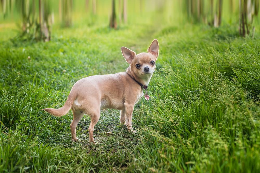 Chihuahua