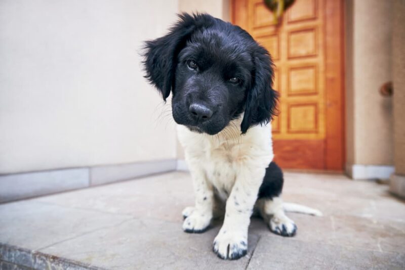 How to Train a Dog Not to Jump on You Great Pet Care