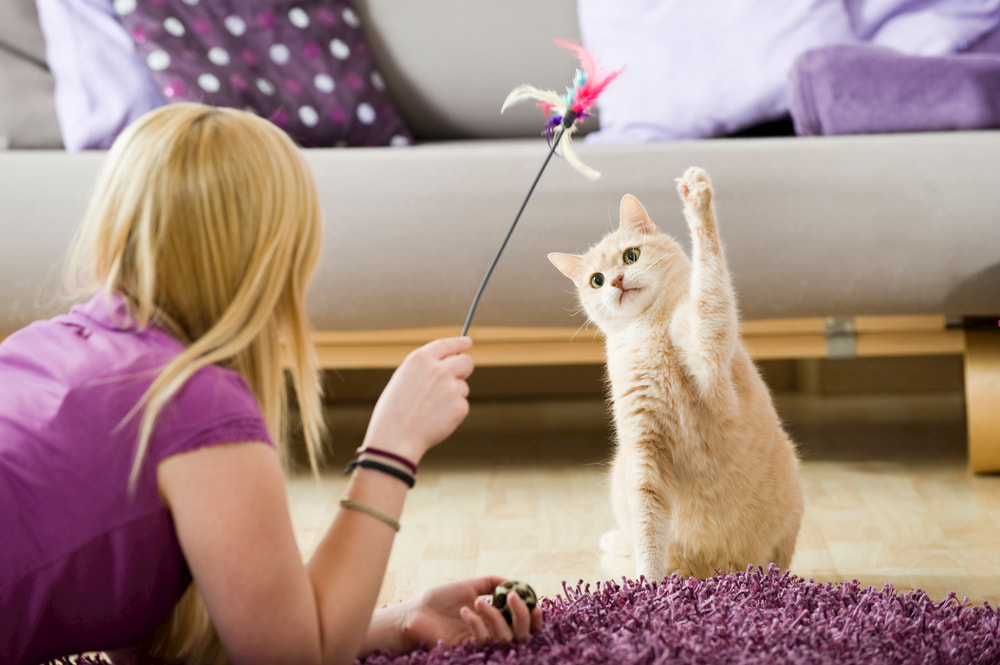 Woman playing with cat