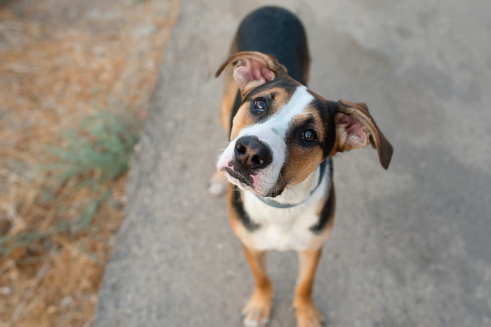 Dog looking up and tilting head