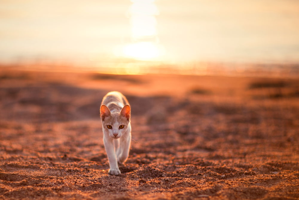 Cat walking on sand