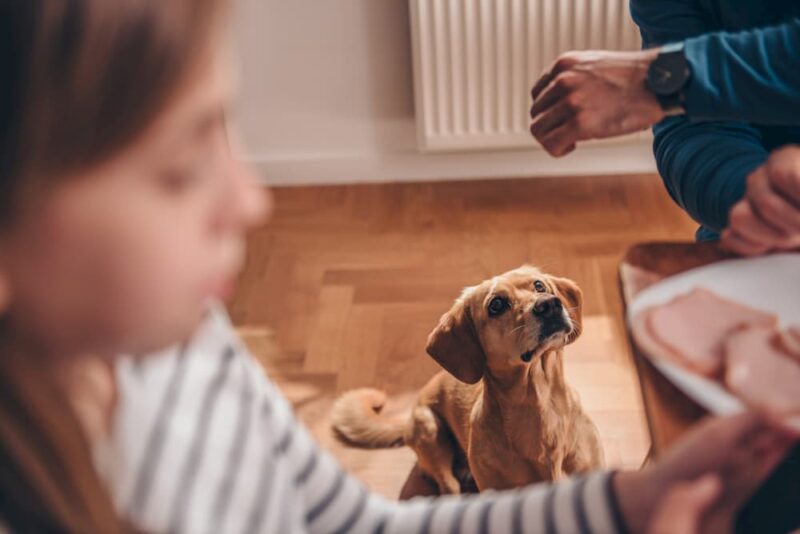 The Hidden Dangers of Loose Stools In Dogs Great Pet Care