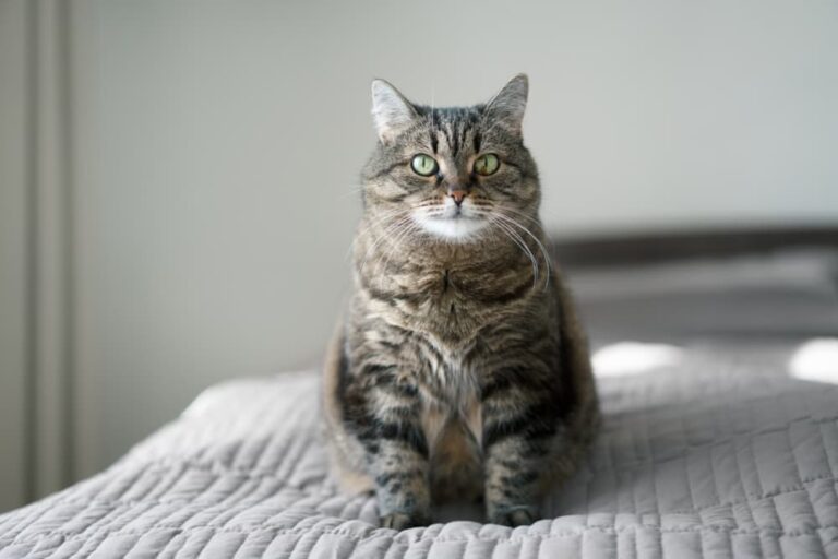 Fat cat on bed