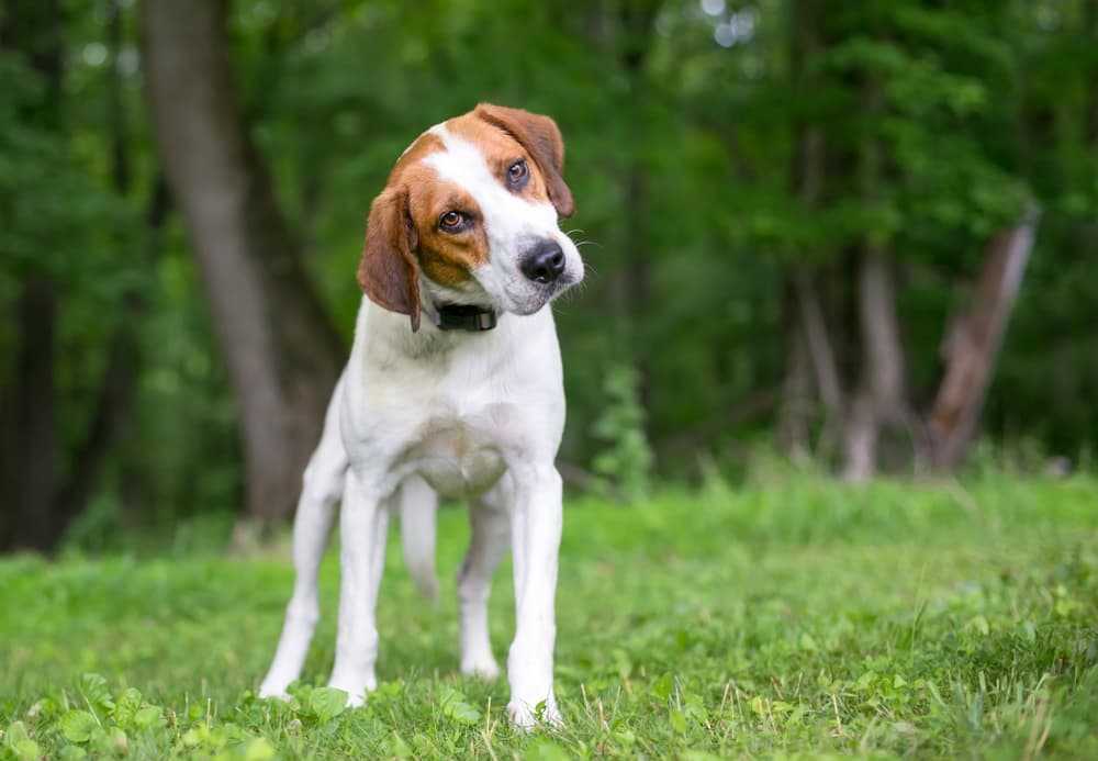 Dog outside tilting head