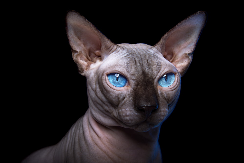 Egyptian Cat Names And Meanings