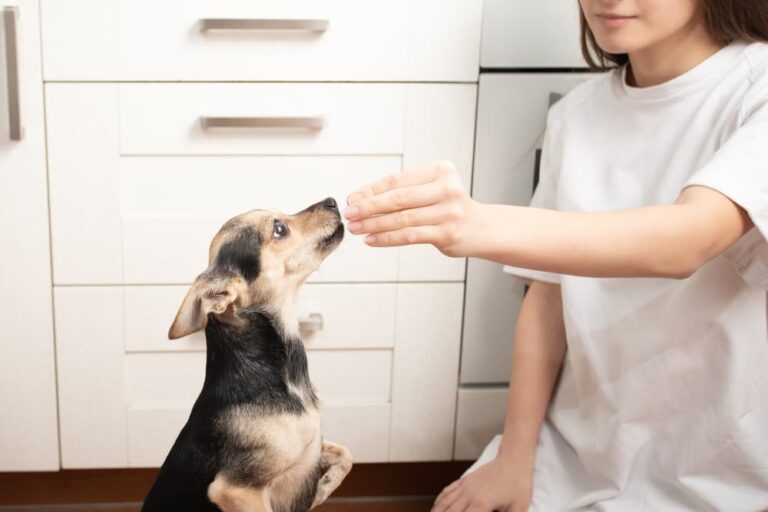 Woman giving dog probiotic supplement