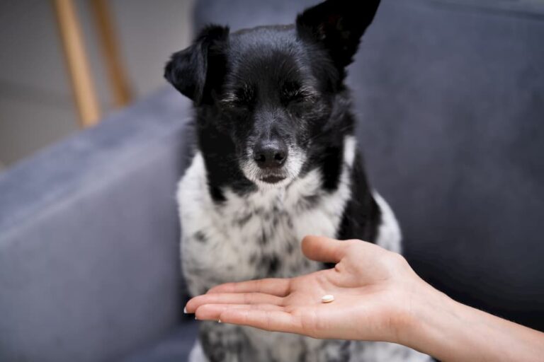 Dog being given pill