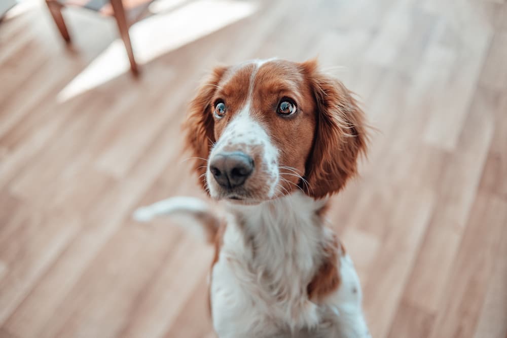 Dog just ran big zoomies around the house