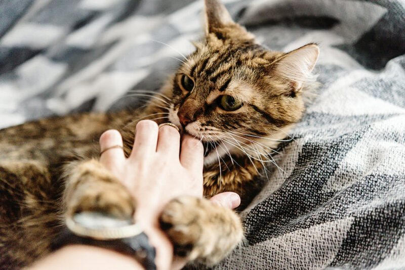 Why Do Cats Bite? | Great Pet Care