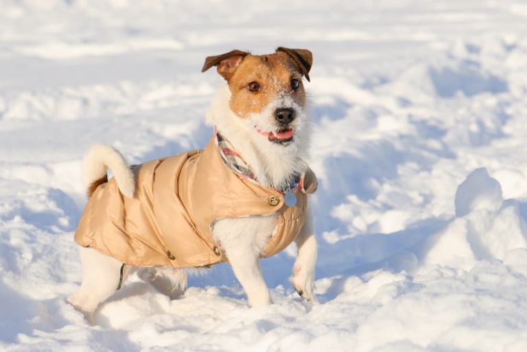 How Cold Is Too Cold for Dogs? Great Pet Care
