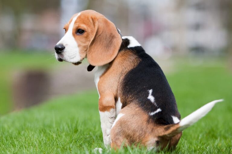 Beagle sits on grass