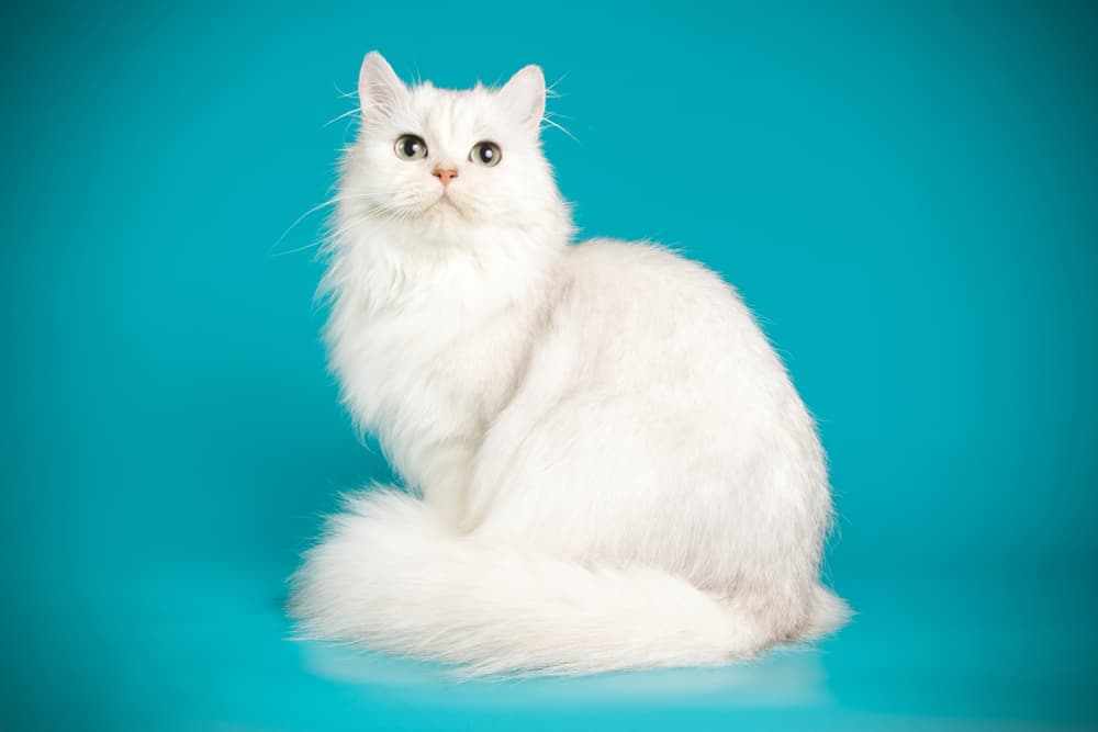 White Persian cat on blue background