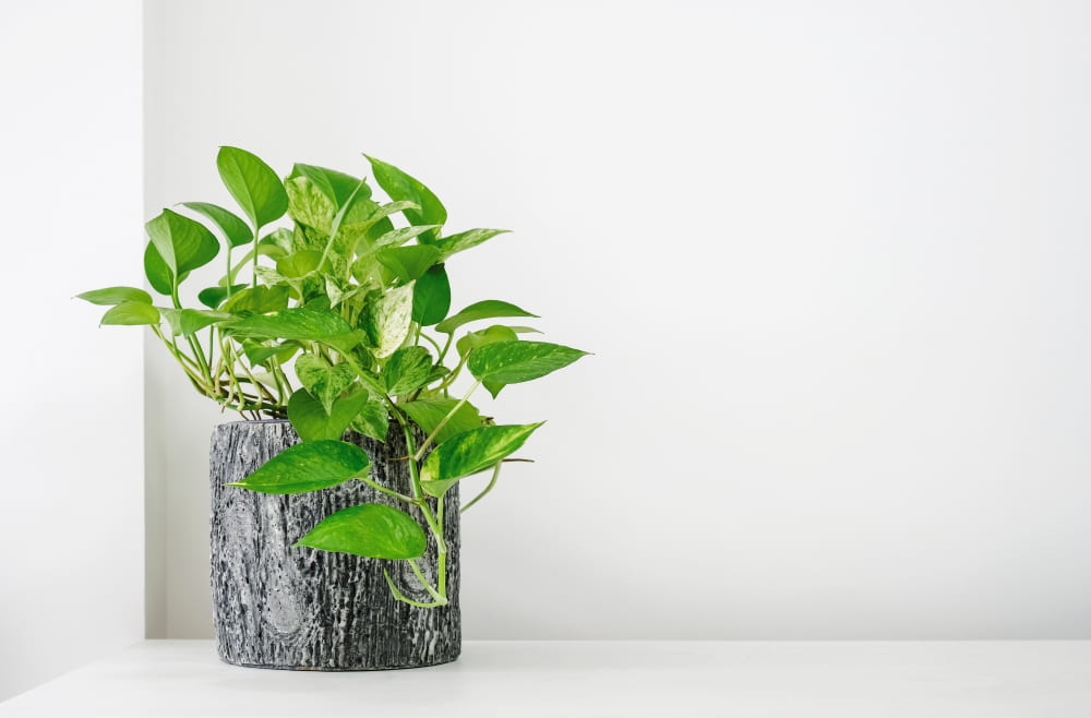 Pothos plant