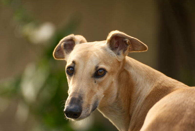 Greyhound Breed Personality Traits & Facts Great Pet Care