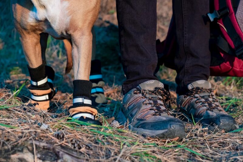 6 Best Dog Boots for Every Occasion Great Pet Care