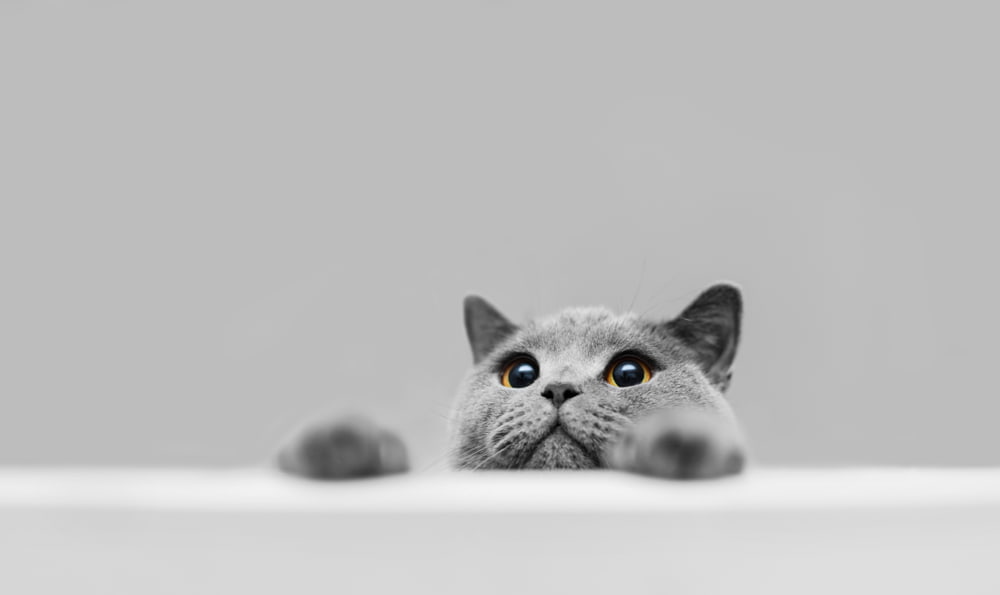 funny grey cat peeking over table