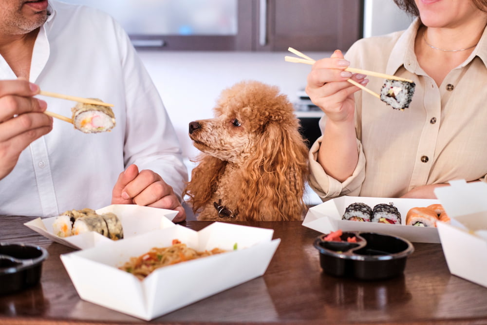 Couple eating Sushi with dog