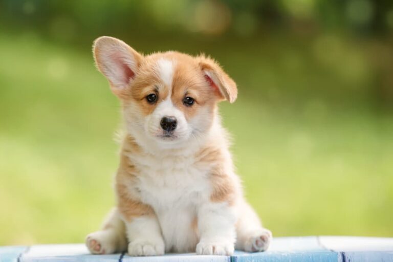 Cute puppy sitting outside