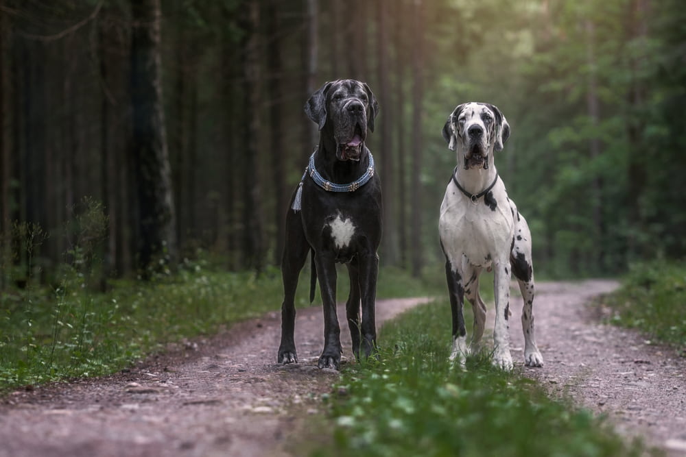 Two Great Dane dogs in the woods