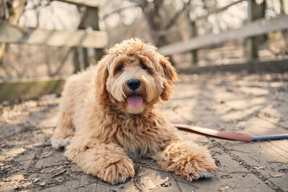 Cute Labradoodle lying on ground