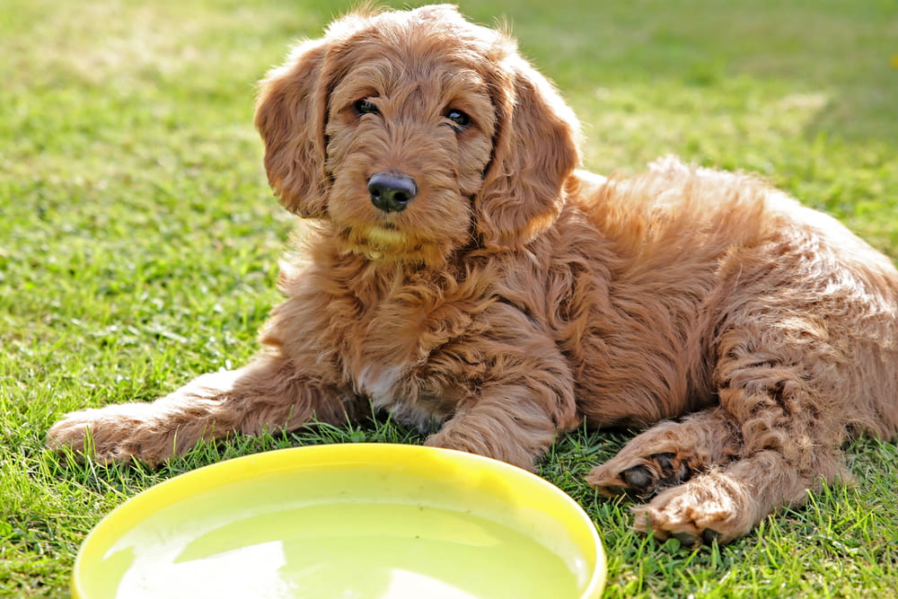 Labradoodle puppy with frisbee