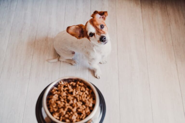 Dog getting dinner in bowl