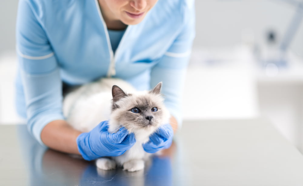 Veterinarian checking cat for taurine deficiency