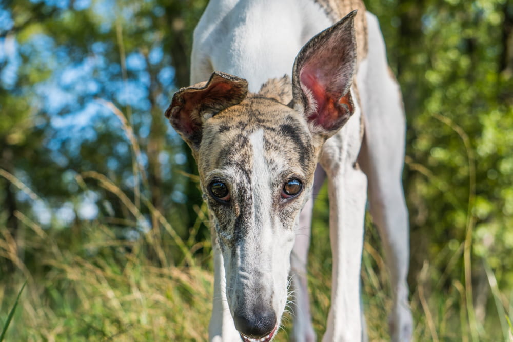 Greyhound exploring outdoors