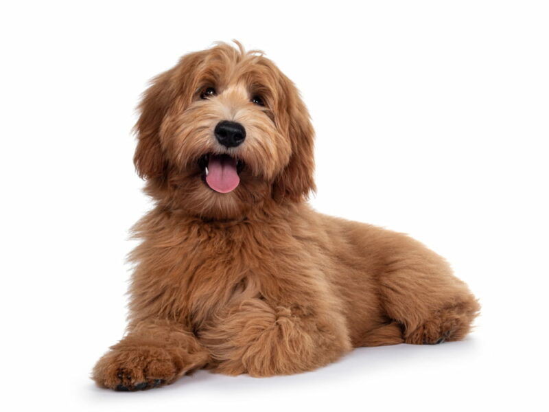 Labradoodle Personality Traits & Facts Great Pet Care