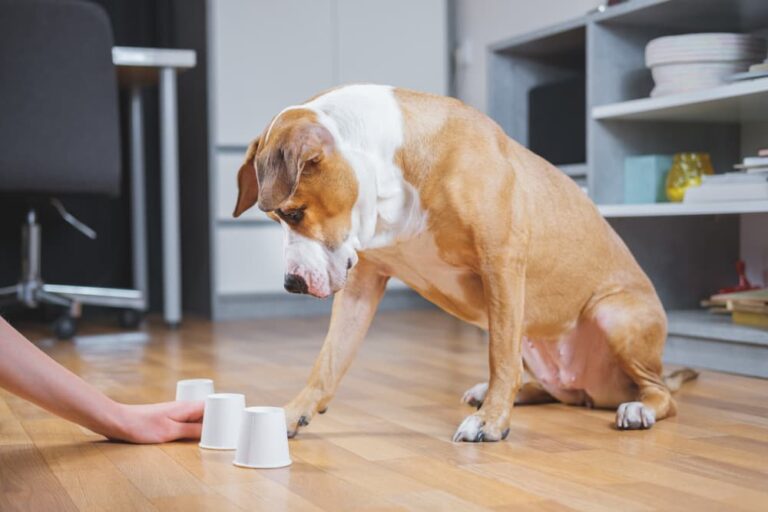 Brain training for dogs