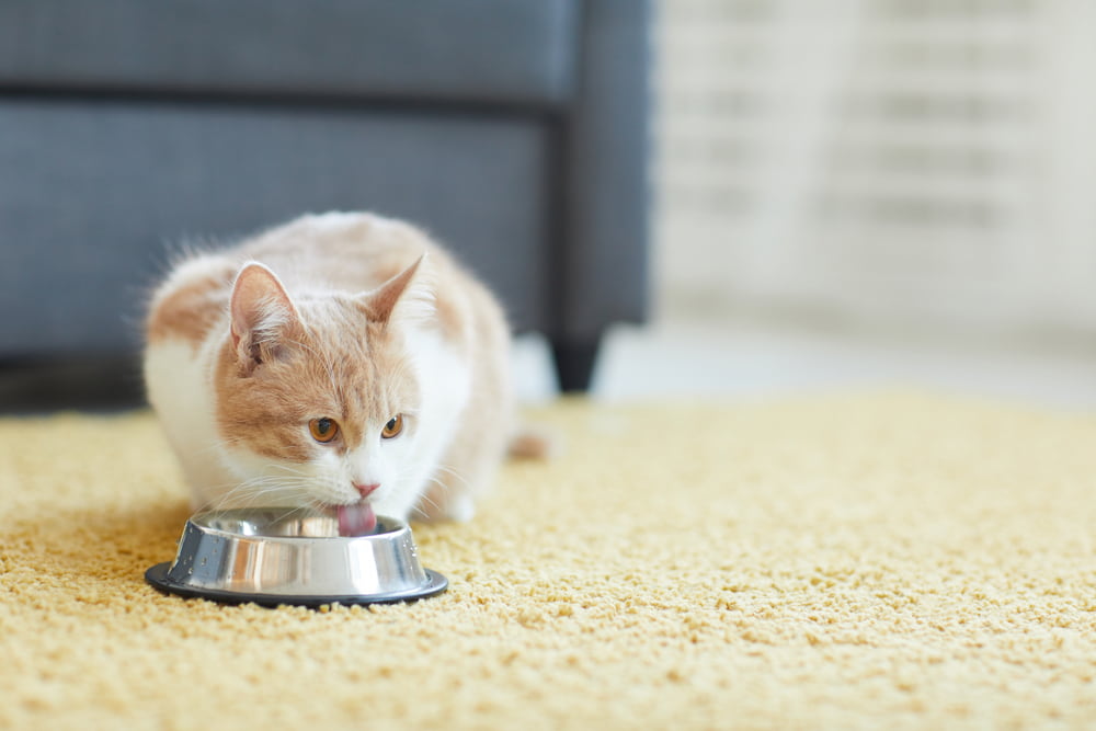 Cat drinking water from bowl